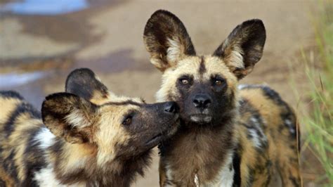 Maybe you would like to learn more about one of these? What Happened to the Serengeti's Wild Dogs? · Giving Compass