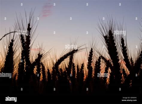 Wheat Field At Sunrise Stock Photo Alamy