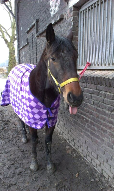 Check spelling or type a new query. Mein Pferd buckelt im Galopp! Hilfe! (Pferde, reiten)