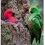Eclectus Parrot  Cute Animal Names