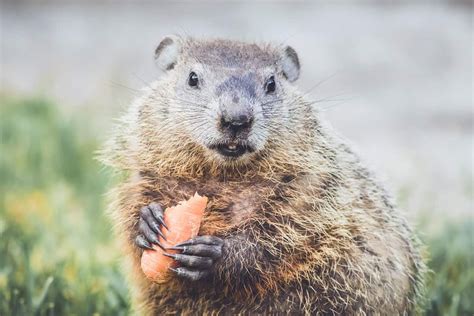 8 Tips to Get Rid of Groundhogs and Protect Your Garden | Get rid of
