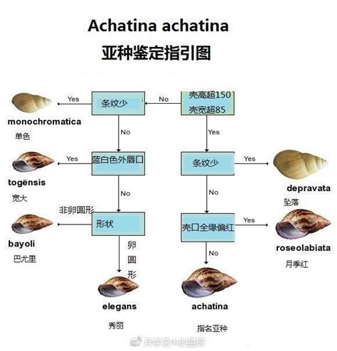 自然環境與繁榮發展，孰輕孰重？為換取短暫繁榮，人類犧牲了自然環境，持續掠奪資源，令曾經參與《我們的星球》和《地球脈動 2》製作，同時是艾美獎最佳旁白得主的現代自然紀錄片之父─大衛艾登堡（david attenborough）爵士，也急於為無辜動物發聲，新推出的生態紀錄片《活在我們的星球 a life. 非洲大蝸牛沒那麼簡單 - 每日頭條
