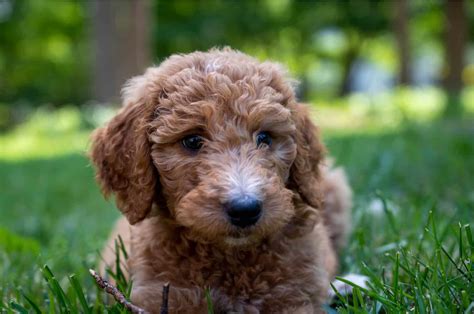 100 Goldendoodle Names Find The Cutest One For Your Pup