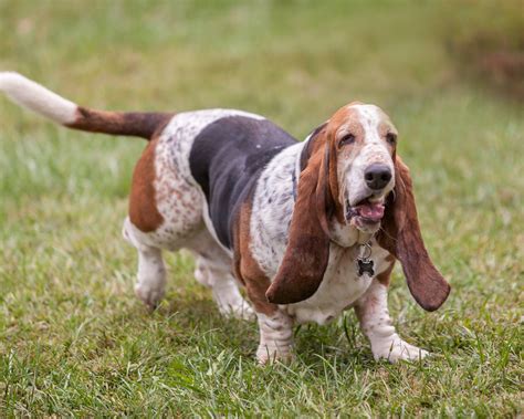 Basset Hound Wallpapers Images Photos Pictures Backgrounds