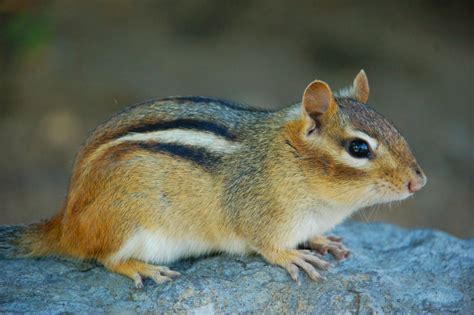 Chipmunks Test Positive For Plague In Lake Tahoe