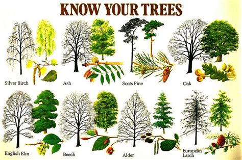 Названия деревьев Trees лексика и слова по теме Английский язык по