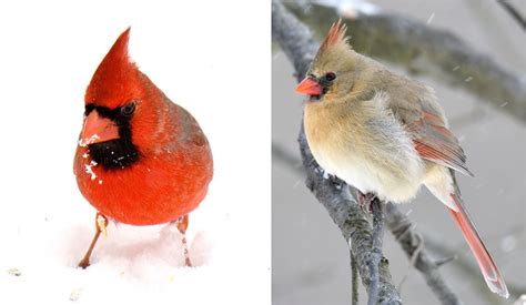 Species Spotlight Northern Cardinal Mbi