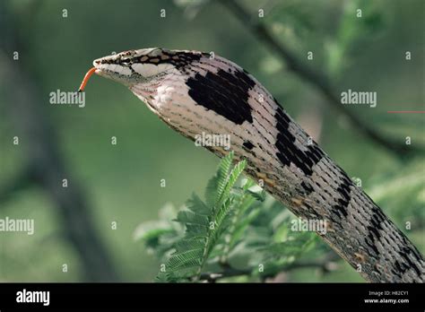 Twig Snake Thelotornis Capensis Inflating Throat In Threat Display
