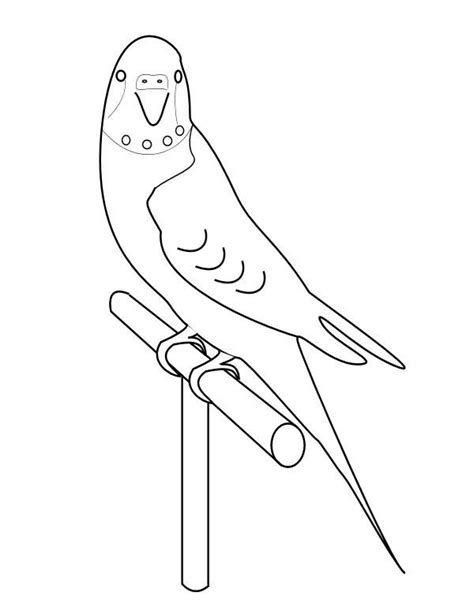 Below you will find instructions for using the color tools. Budgie Coloring Pages at GetColorings.com | Free printable ...