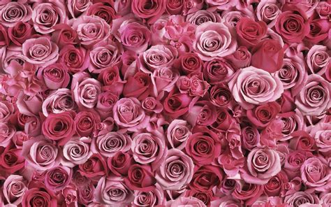 Download Pink Rose Wallpaper By Cbaker Pink Wallpaper For Desktop