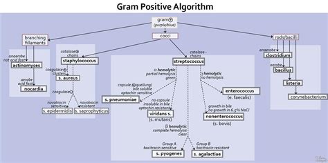 Gram Positive Bacteria Microbiology Medbullets Step 1
