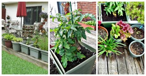 By sherryon july 28, 2018 74 views. Vegetable Garden on a Deck - Tips for Growing Vegetables ...