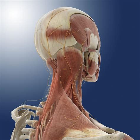 A large group of muscles in the cervical area, responsible for the movement. Neck Muscles And Nerves, Artwork Photograph by Science ...