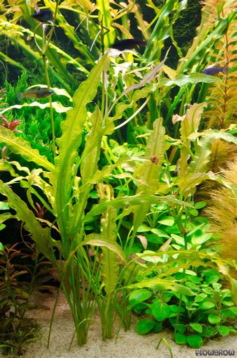 Department flowering or angiosperms magnoliophyta, or angiospermae photos can be increased photo: Aponogeton undulatus - Flowgrow Aquatic Plant Database