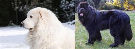 The great pyrenees descended from the ancient tibetan mastiff and, more recently, from their descendants, the mollossian hounds. Newfoundland Dog vs Great Pyrenees - Breed Comparison