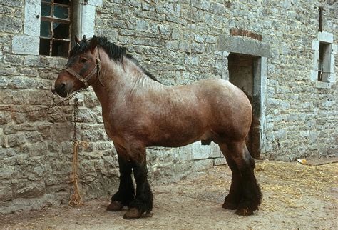 Ardennais Horse Photograph By Elisabeth Weiland