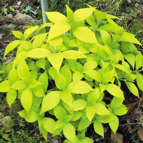 We did not find results for: Woodland Perennials L