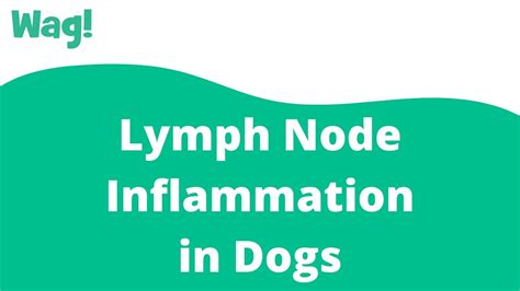 Lymph Node Inflammation In Dogs Wag Youtube