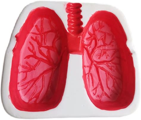 lung shaped ash tray cool cigars ashtrays for quitting smoking funny cigarettes