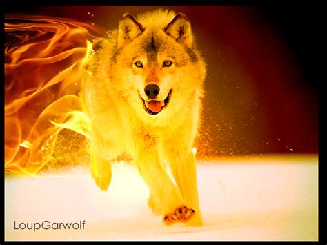 Fire Wolf V2 By Loupgarwolf On Deviantart