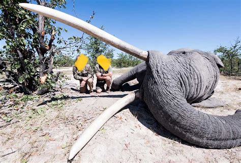 Trophy Hunters Kill Two Of Africas Biggest Elephants In Botswana Journal Of African Elephants