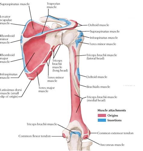 Infraspinatus And Teres Minor Muscle Anatomy Shoulder Anatomy Body