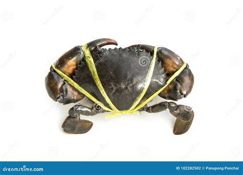 Mud Crab Was Tied With Rope Stock Photo Image Of Large Catch 102282502