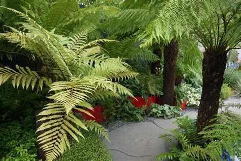 Ferns London Garden Designer Manoj Malde Garden Design