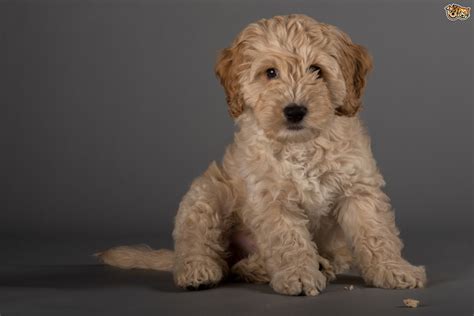 These puppies will mature between 16 to 20 lbs. Cockapoo Dog Breed Information, Buying Advice, Photos and ...