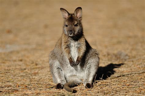 Australia Wildlife & Nature Holidays | Discover the World