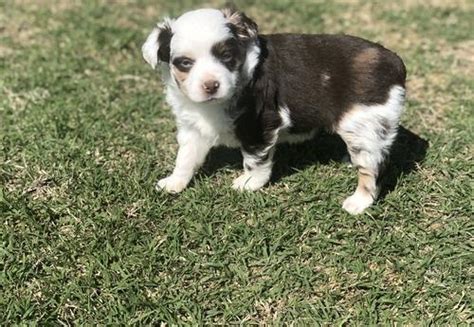 Miniature Australian Shepherd Puppy For Sale Adoption Rescue