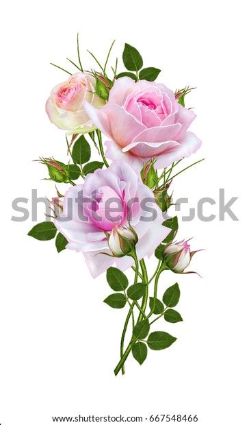 Flower Arrangement Of Delicate Pink Roses Beautiful Flower On A Long