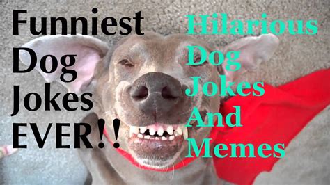 Funny Dog Jokes For Kids Funny Jokes About Dogs