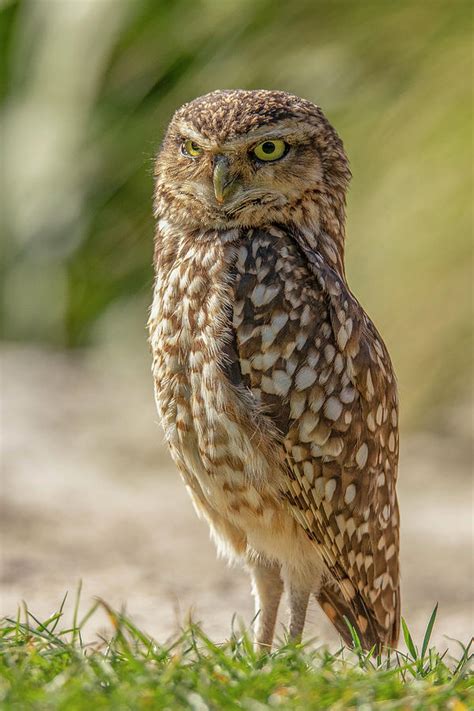 Burrowing Owl Athene Cunicularia Photograph By Gert Hilbink Fine Art
