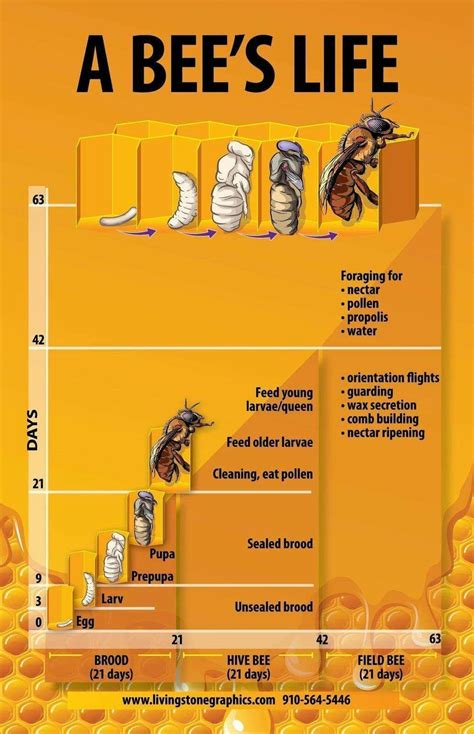 A Bees Life Bee Facts Bee Bee Keeping