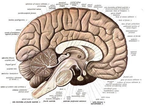 El Cerebro Y Su Actividades Anatomia Del Cerebro Humano Anatomia Y
