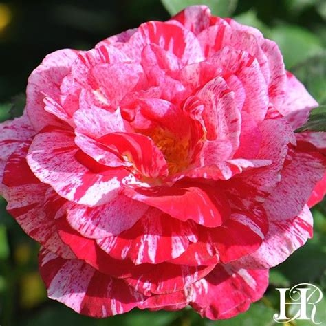 We asked landscape pros around the country to share a favorite rose variety they like to include in their designs. Scentimental Rose - Shrub - Very Fragrant - Heirloom Roses ...