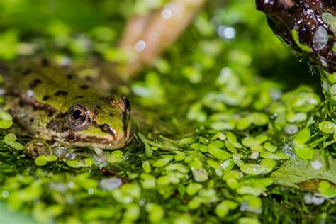 Free Images Leaf Wildlife Biology Toad Amphibian Fauna Lily Pad