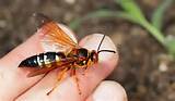 Cicada Killer Wasp Photos