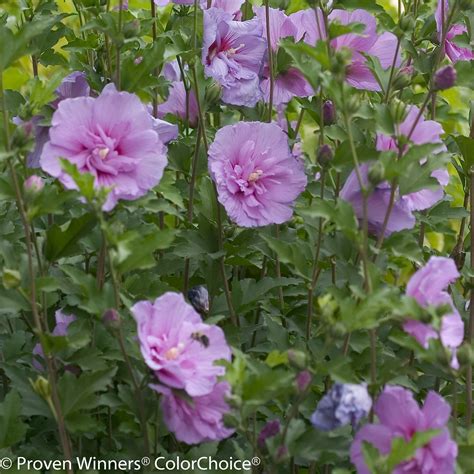 Proven Winners® Shrub Plantshibiscus Lavender Chiffon Rose Of Sharon
