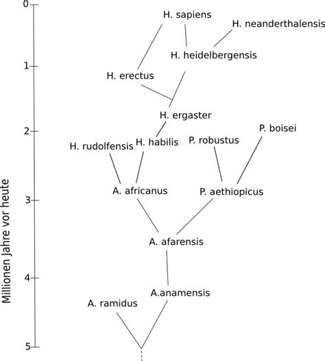 That reflects the homo evolutionary group, which includes modern people and our closest extinct relatives, and the word for star in a local language. Stammbaum Der Evolution Des Menschen