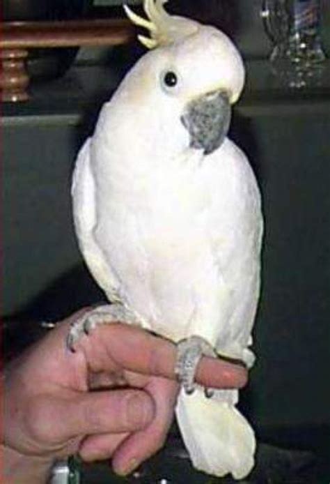 cockatoo talking parrots  sale offer