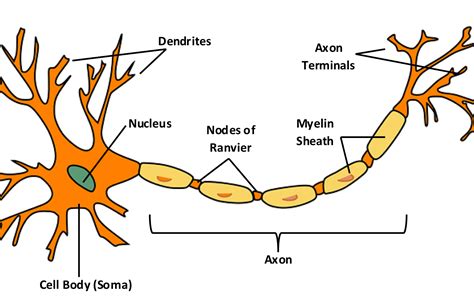 Draw A Labelled Diagram Showing The Structure Of A Neuron Biology Sexiz Pix