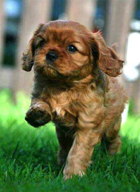 Ruby Cavalier King Charles Spaniel Puppy Perfectly Adorable