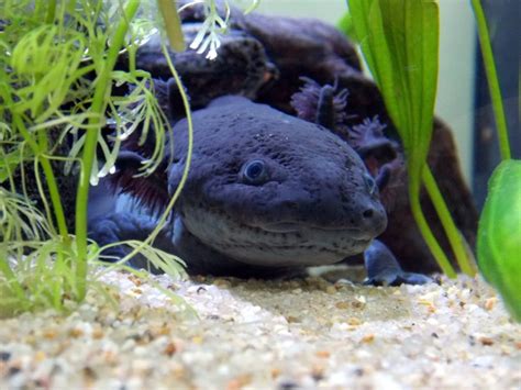 The minecraft axolotl belongs to the neutral mob category meaning they will not attack players on sight but will defend themselves if provoked. Axolotl Colors - Basic & Special & Rare COLORS | PetShoper