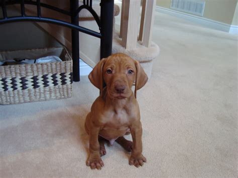 50 to 65 pounds life span: Vizsla Mix Puppies Picture - Dog Breeders Guide
