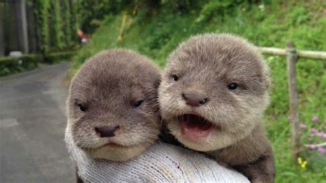 23 Pictures That Prove Otters Are Just Silly Wet Sea Cats