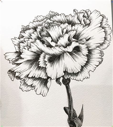 Hand Drawing By Hanna Chung A Carnation Carnation Drawing Carnation
