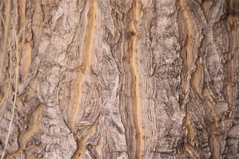 Free Images Nature Branch Wood Formation Soil Tree Trunk