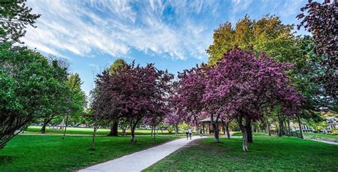 Cherry Blossom Trees Are In Full Bloom In This Montreal